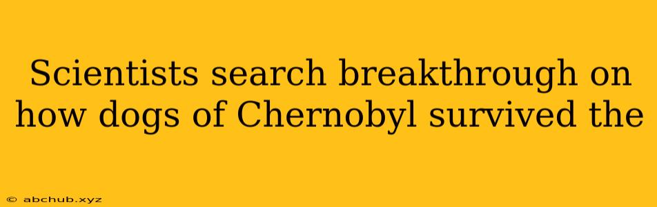 Scientists search breakthrough on how dogs of Chernobyl survived the 